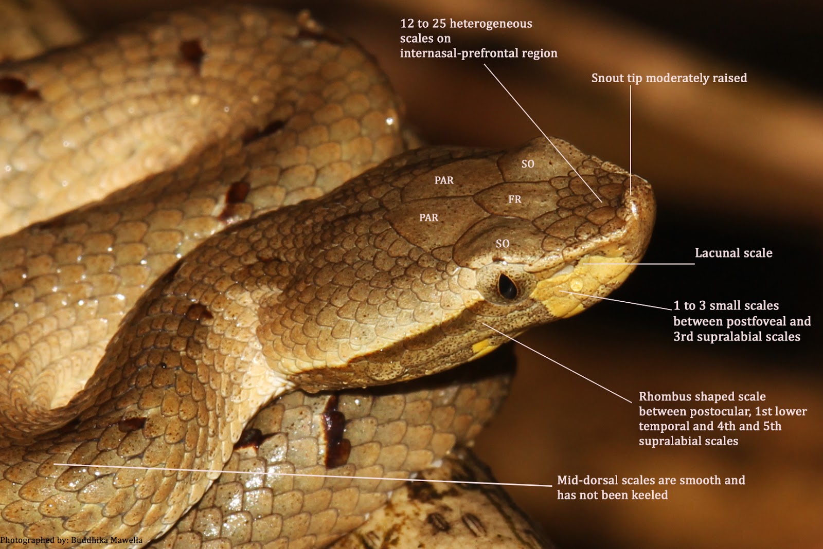 Lanka Nature Summary Highland Humpnosed Pit Viper (Hypnale nepa)