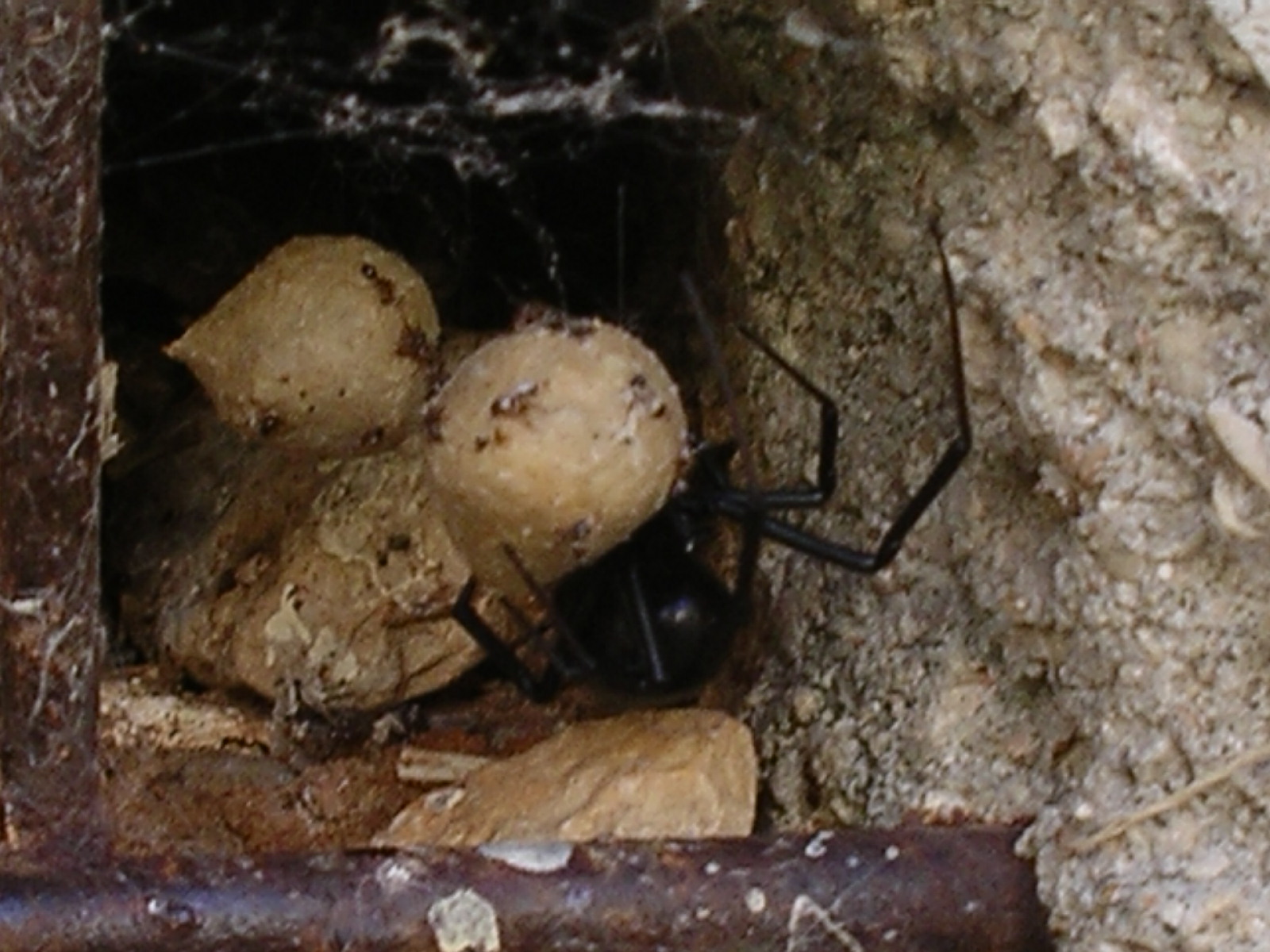 Black Widow Egg Sac Hatching