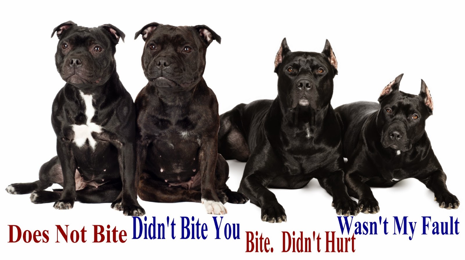 Koch Truths The Four Dog Defense