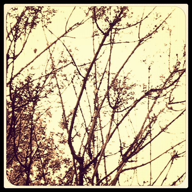 Wunderkammer: junio 2012