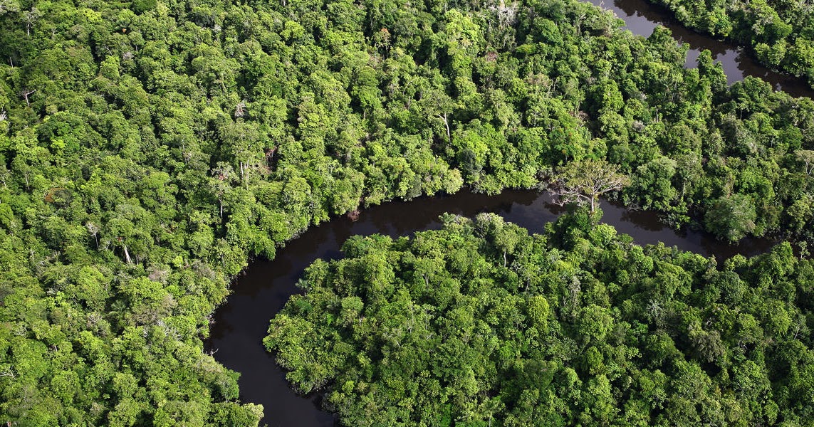 Amazon, Overview, Amazon Forest Cambodia Loves Nature