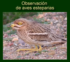 http://iberian-nature.blogspot.com.es/p/ruta-tematica-observacion-e_3135.html