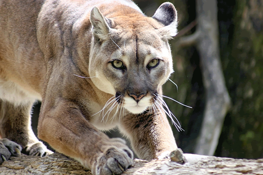 what color is a puma