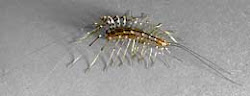 bugs common household centipede larvae