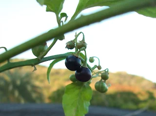 solanum nigrum, Hierba mora, planta de tomatillo del diablo