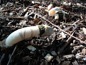 That's right, PHALLUS!