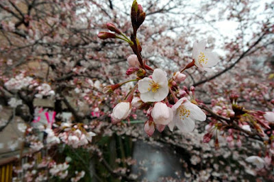 Pink sakura flowers at Meguro River Japan 