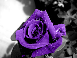 light purple rose background 1