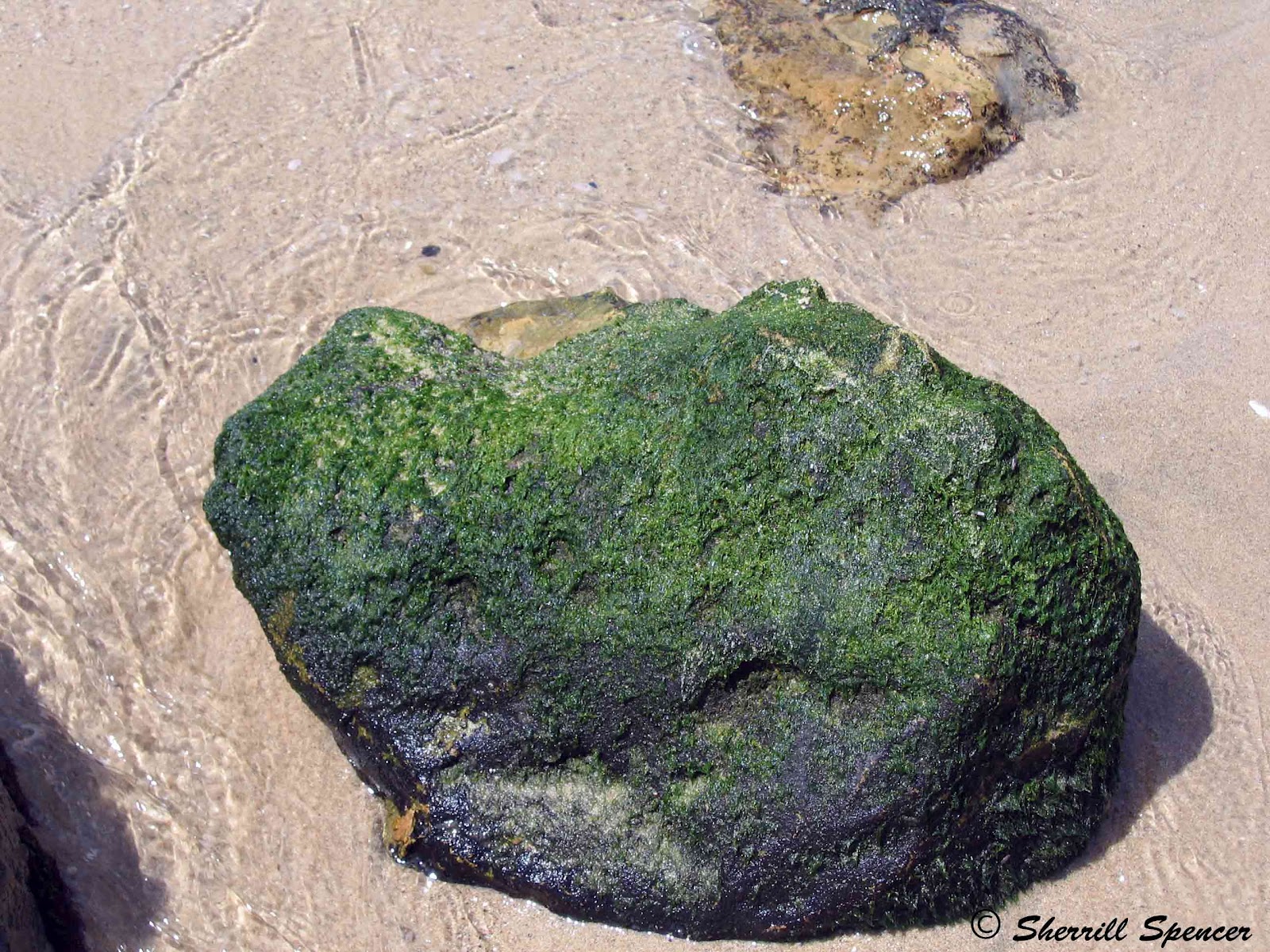 Willow's Quiet Corner Easter at the Little Corona Tide Pools