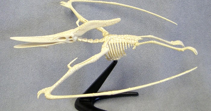 pteranodon bones