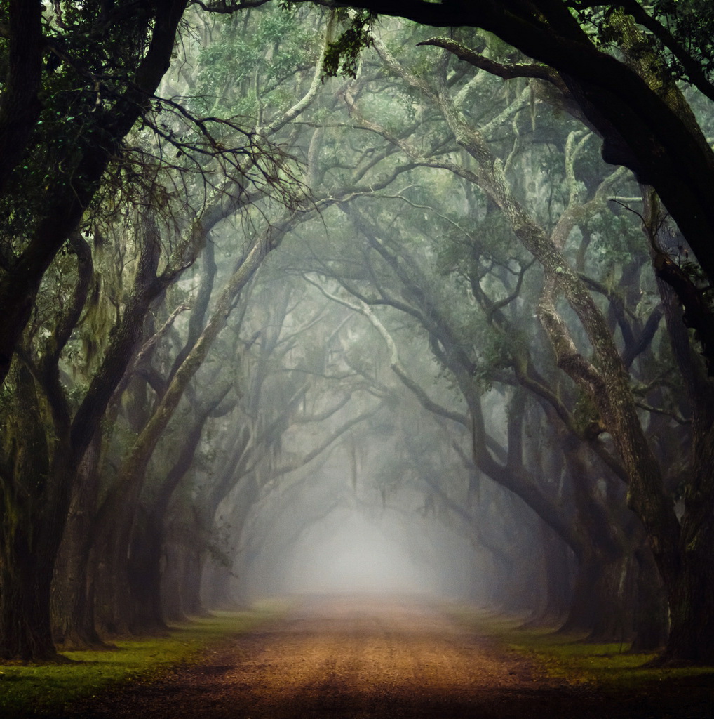 Kari LikeLikes Louisiana Road nature photography