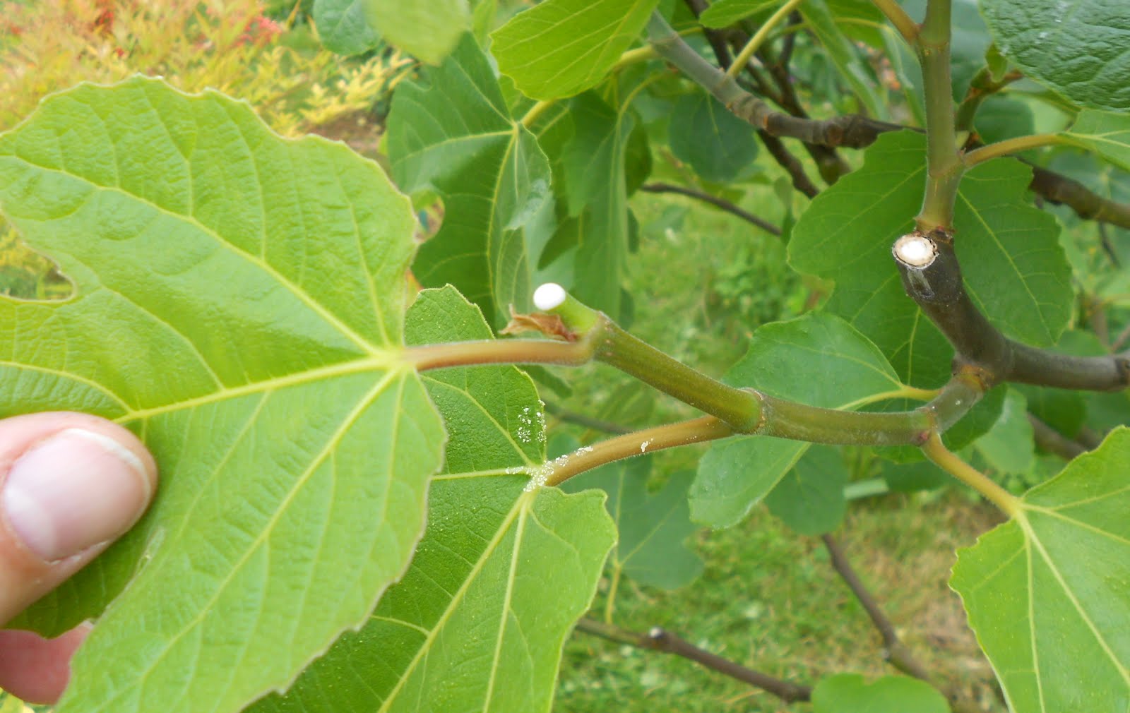 Daniel's Pacific NW Garden Backyard Orchard Culture Stimulate fig crop