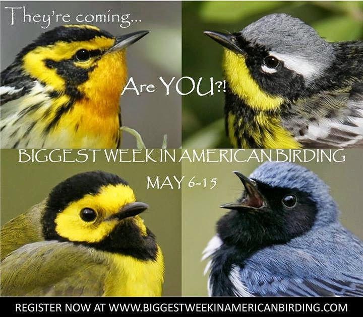 The Wandering Naturalist The Biggest Week in American Birding!