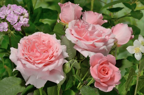  Institut Lumiere rose сорт розы фото 