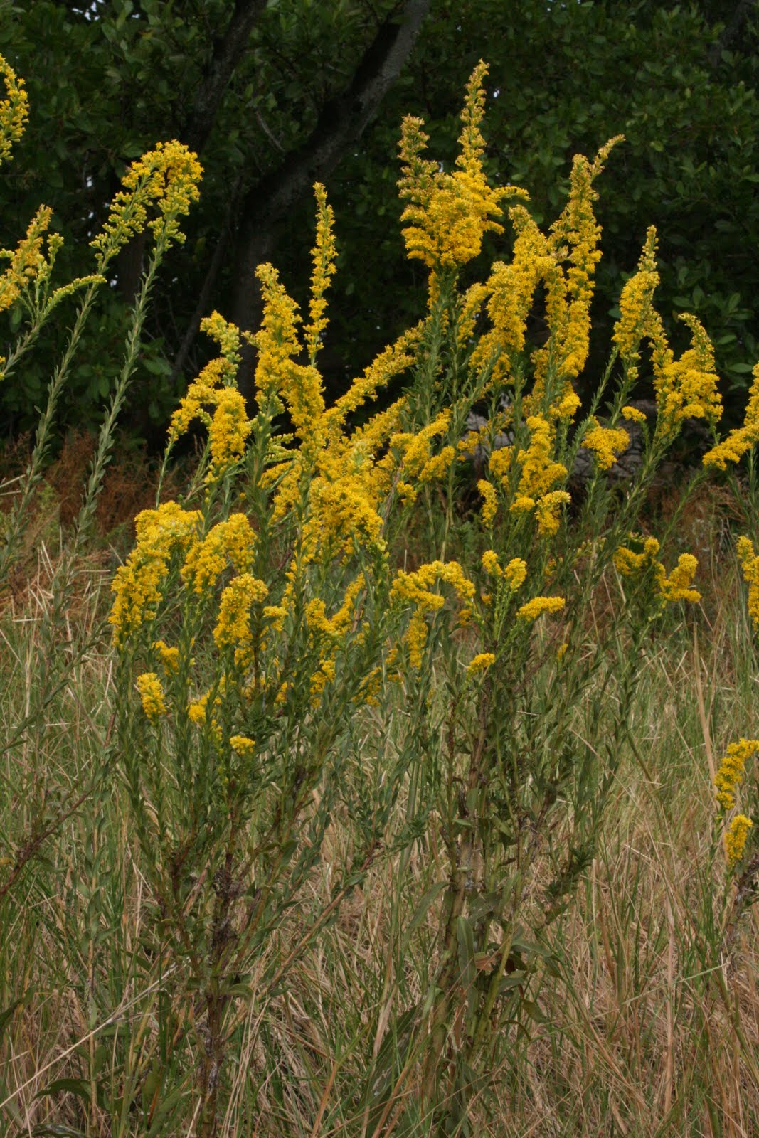 Native Florida Wildflowers September 2011