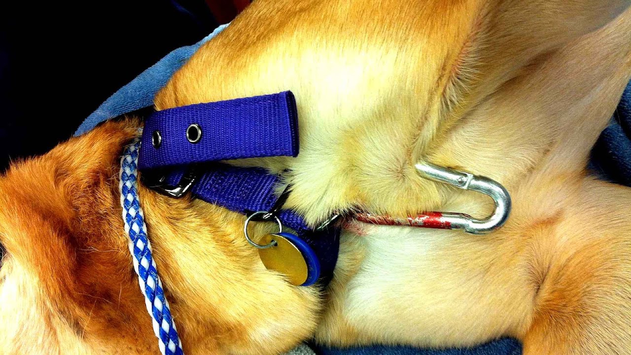 Prong Collar Injuries Injury Injury Choices