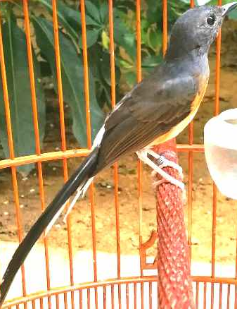 10 Kumpulan Gambar Burung Murai Batu Lucu Gambar Foto Burung