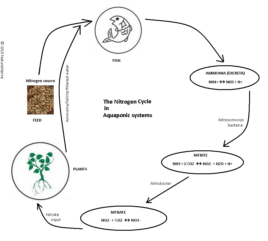 NatureNerve Understanding Nitrogen in Agriculture