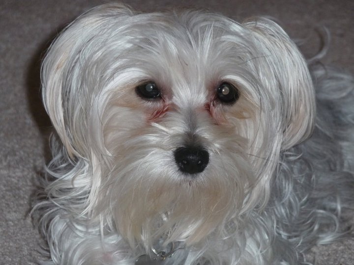 Morkie Madness What Will My Morkie Puppy Look Like At Adulthood