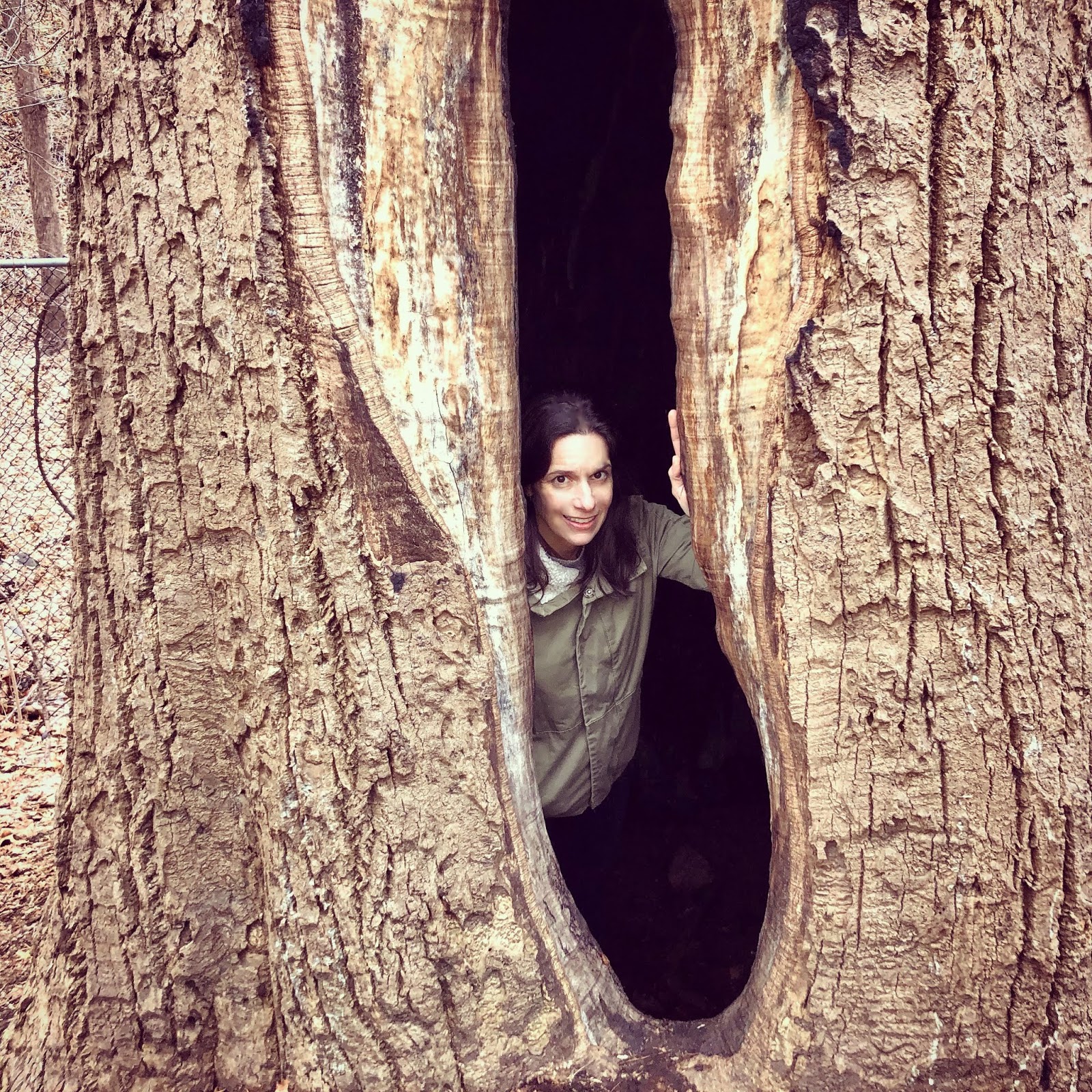 SMELL The Alley Pond Giant, the oldest living organism in New York