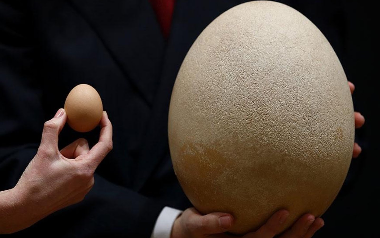 Яйцо головое лицо. Шалтай александр болтай. Чёлка яйца головому. Яйцо большое. Самые маленькие яйца.