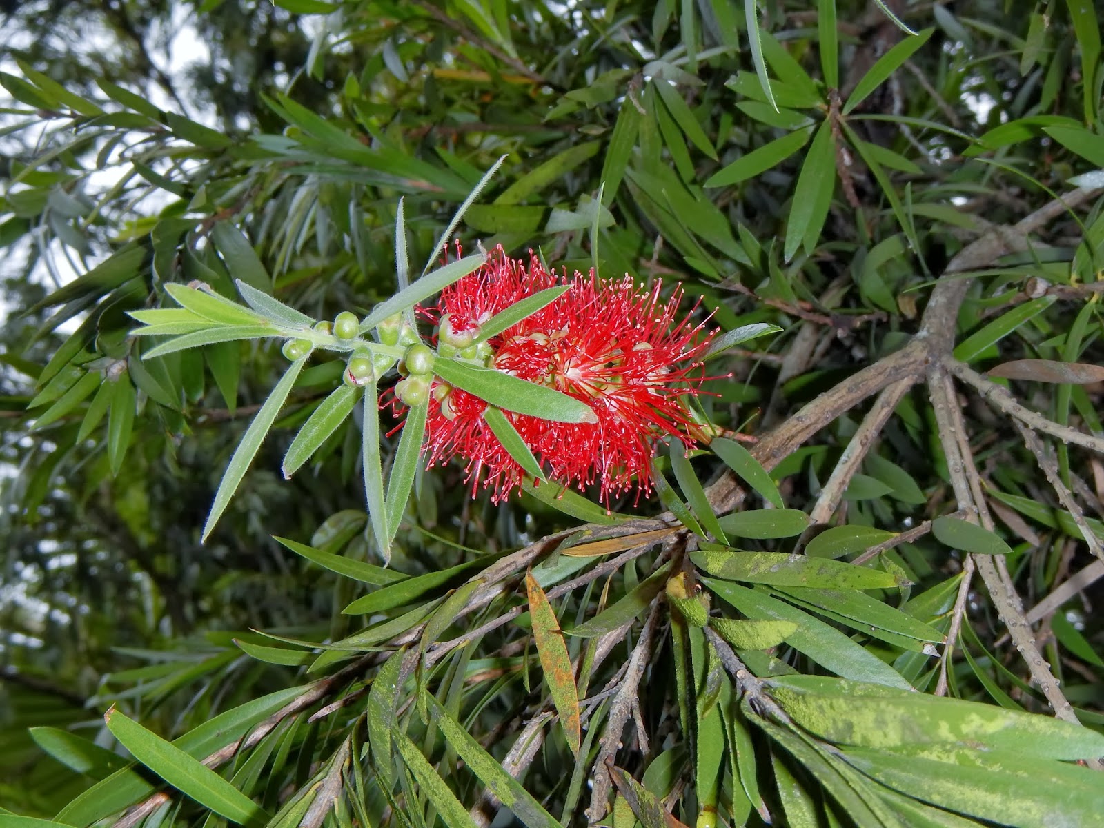 Montreal Green Park Bottlebrush Tree