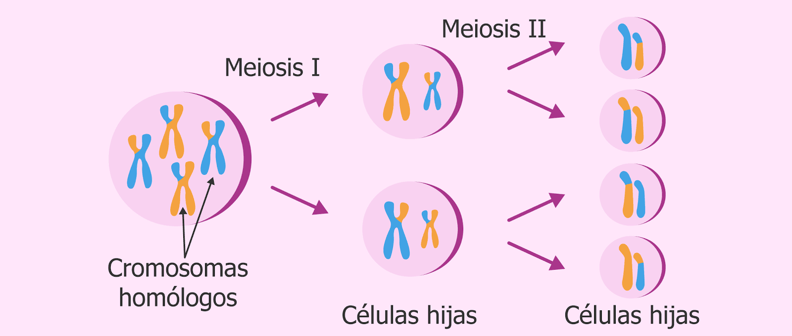 DivisiÓn Celular Mitosis Y Meiosis