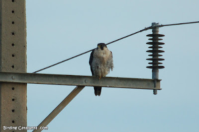 Falcó pelegrí (Falco peregrinus)