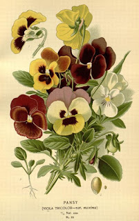 Free Botanical illustration Books