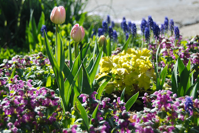 Tulipa 'Angelique', pink blooming Lamium, cobalt blue Muscari armenicum and vivid yellow Heuchera 'Citronelle' in the Driveway Garden.