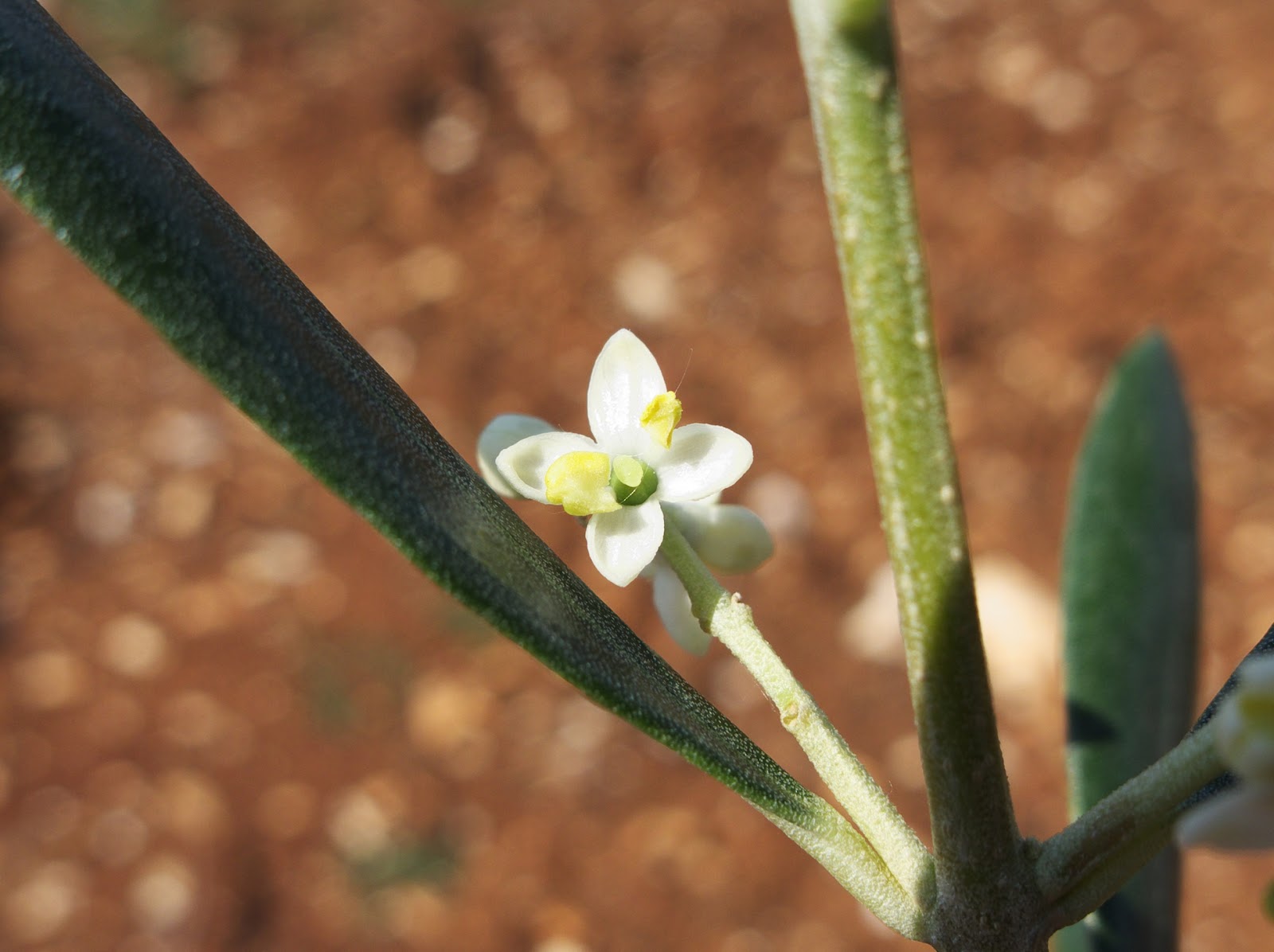 Cadenela Olive flowers finally!