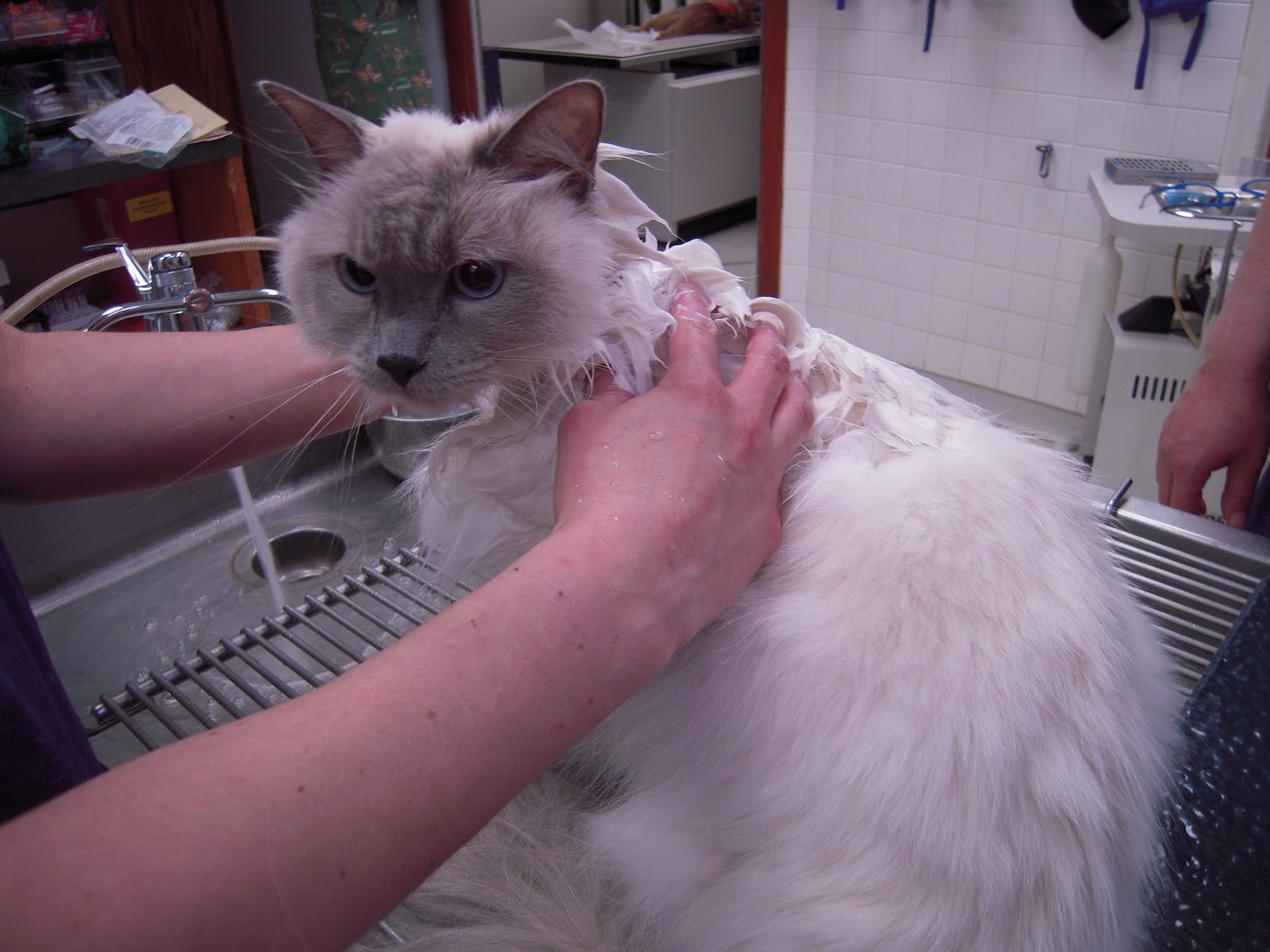 VETERINARY ASSOCIATES OF CAPE COD Cats and Canine Advantix