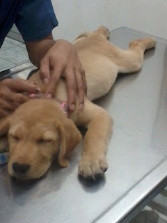 Boom Natividad sleeping at the Pet Clinic