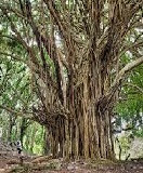 Banyan trees facts image
