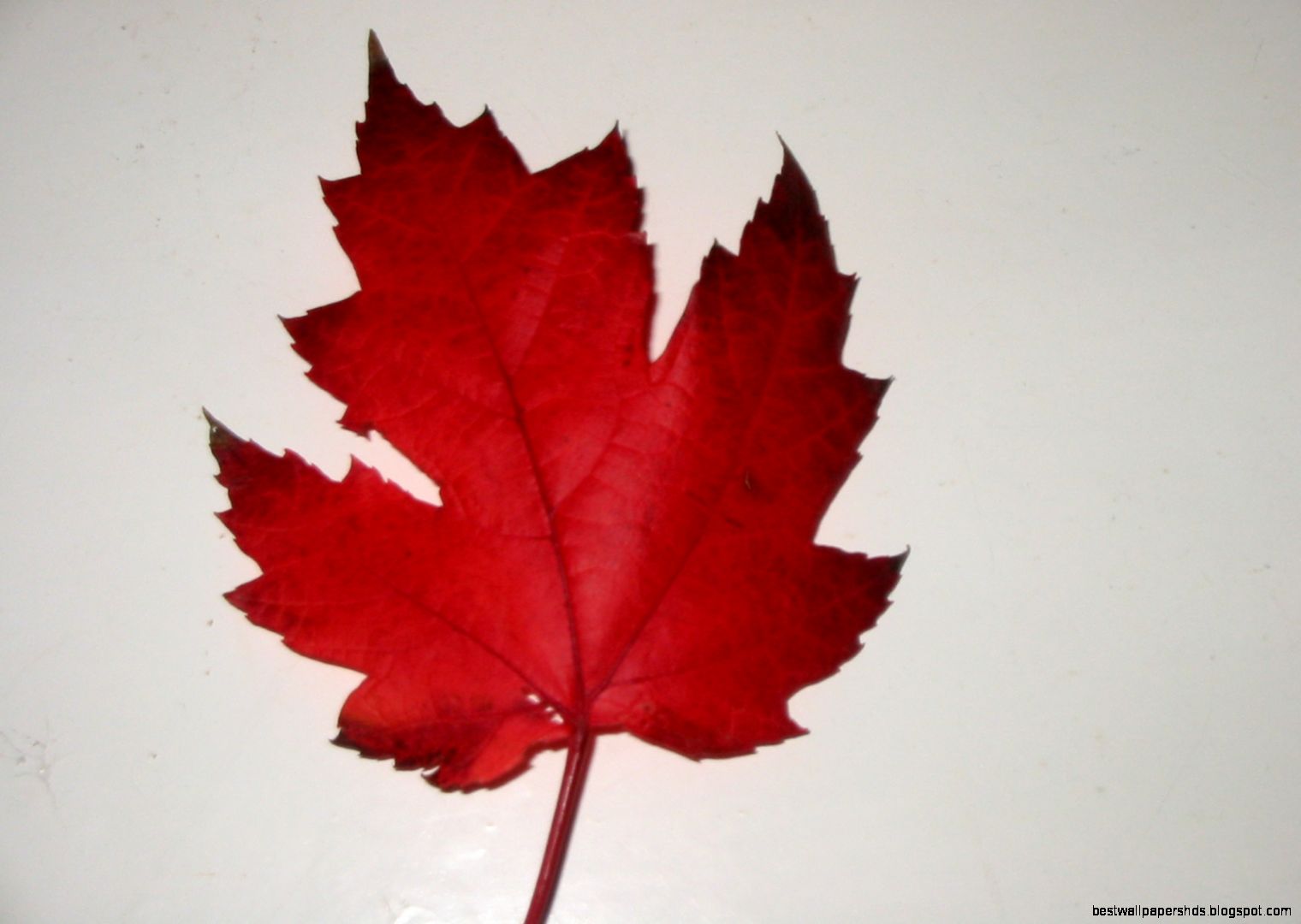 Canadian Maple Leaf