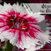 Missão Moriá em Mandirituba