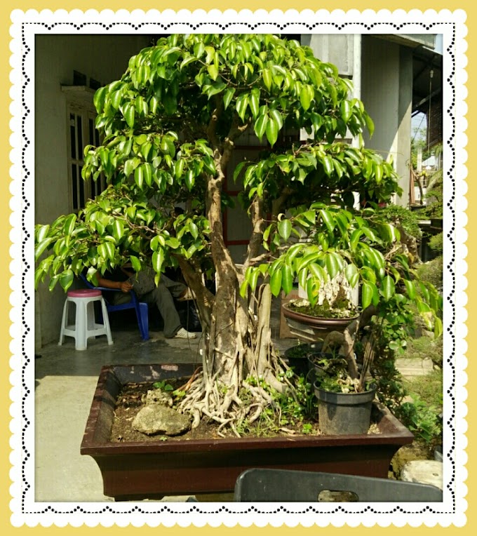 Ficus Benyamina Bonsai Khas Tanaman Indonesia
