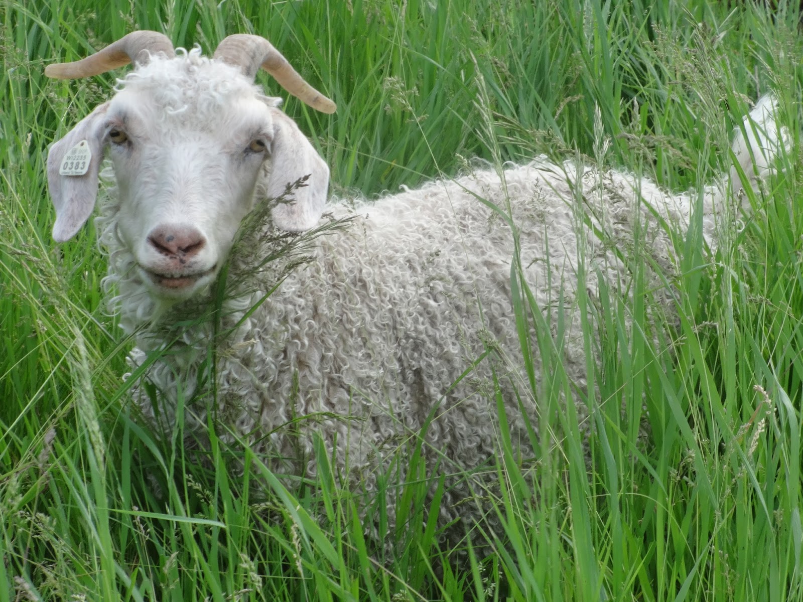 Psalm23Farm: Angora Goats For Sale