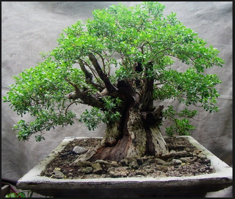 Bonsai Santigi Salah Satu Bonsai Terbaik