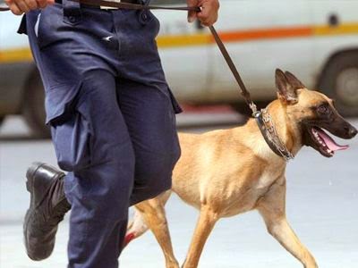 Θεσπρωτία: Συνέλαβαν αστυνομικό που σκότωσε δύο σκύλους
