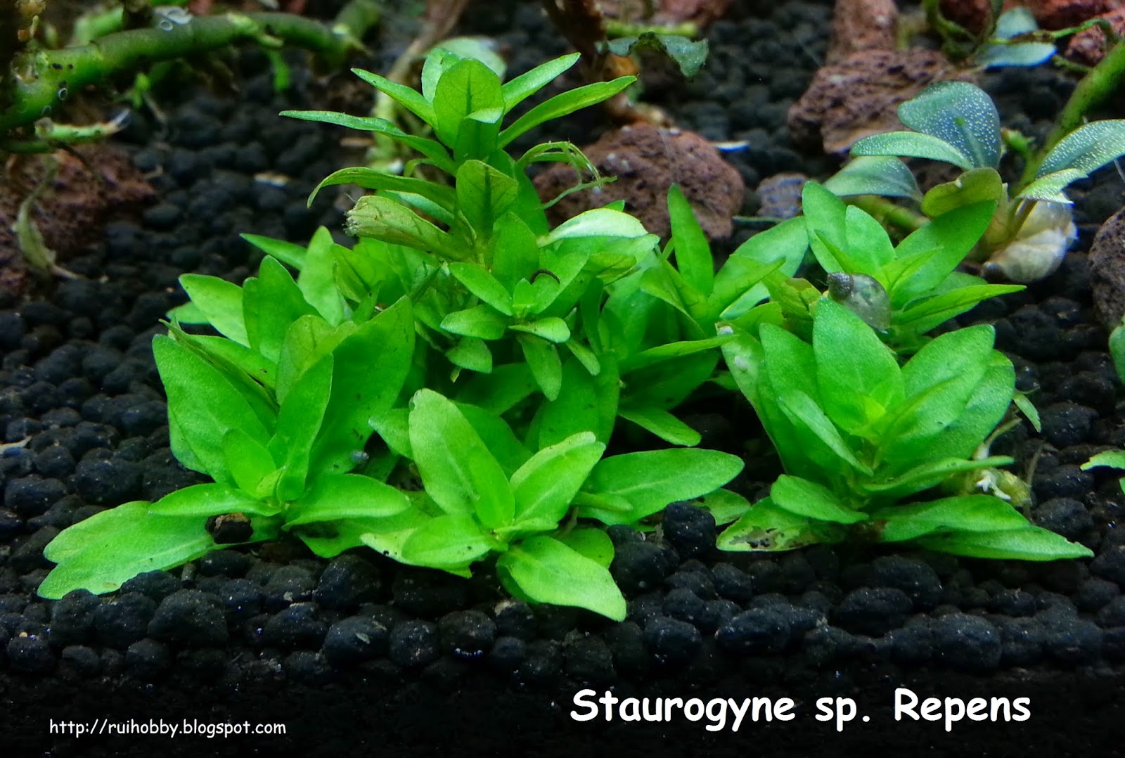 Rui's Hobby - Bucephalandras: Staurogyne sp. Repens