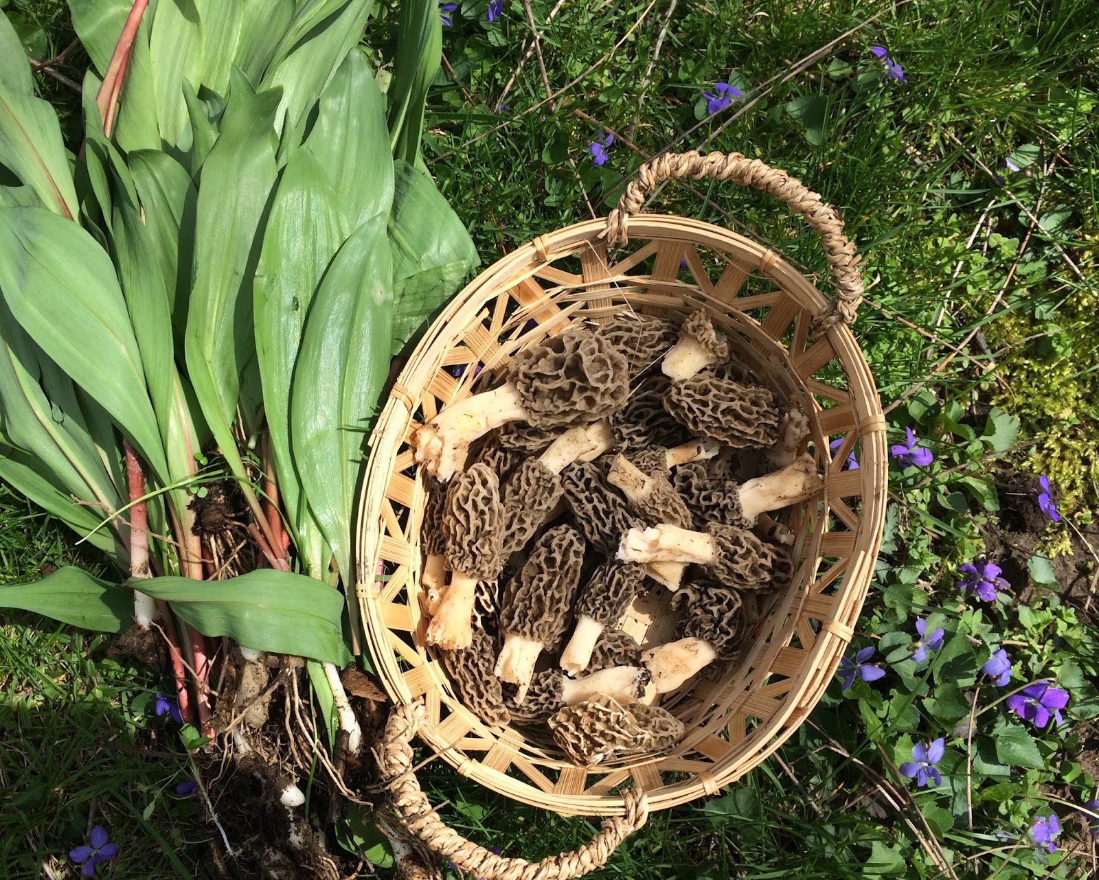 Mother's Kitchen Morels and Ramps!
