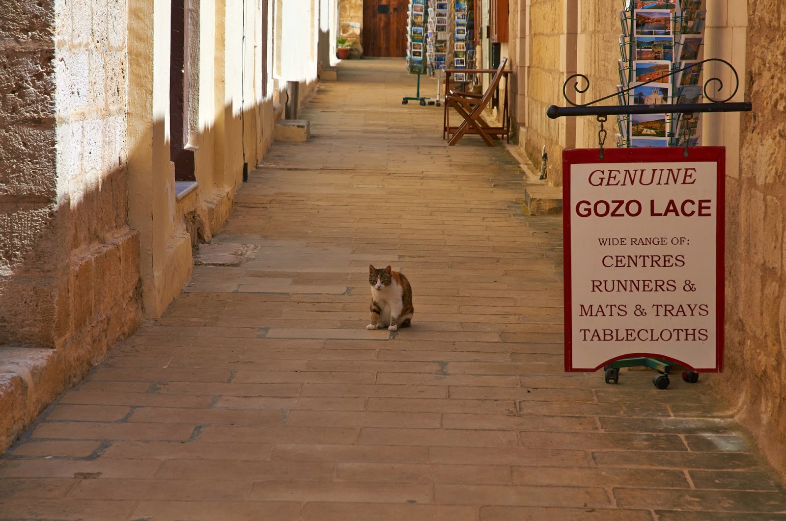 koty na Malcie 