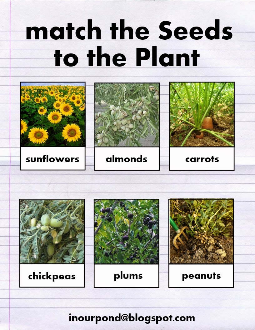 Matching Seeds To Plants Worksheet