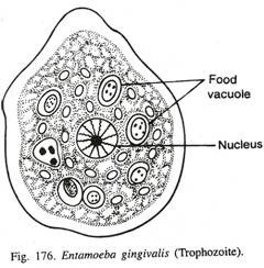 Deskripsi dan Contoh Protista Mirip Hewan(Protozoa) Sub Bab Rhizopoda Deskripsi dan Contoh Protista Mirip Hewan(Protozoa) Sub Bab Rhizopoda