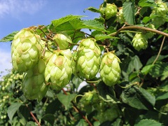 humulus lupulus lupulo para hacer cerveza