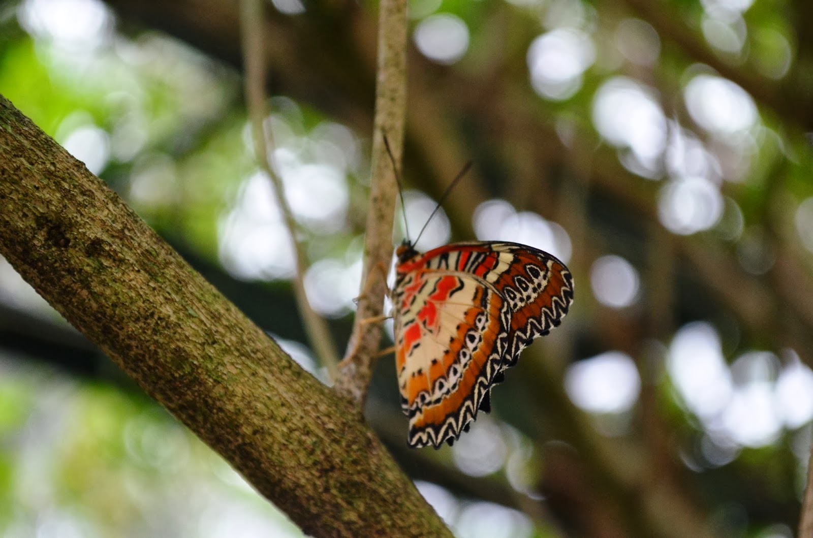 Exploring Davao City Butterfly House