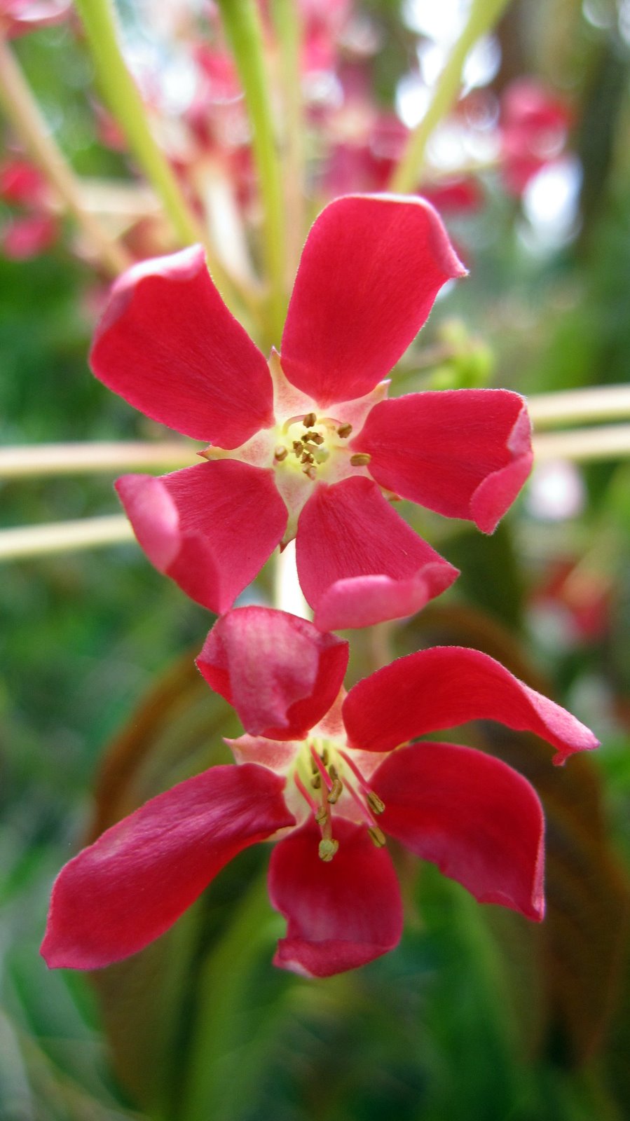 Plant Photography Quisqualis indica Two Red Flowers