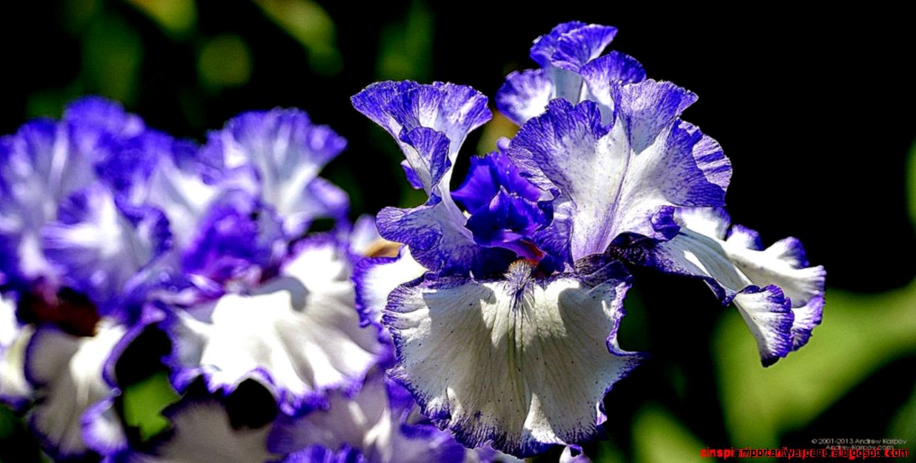 Beautiful Iris Flower Wallpaper Desktop  Inspiration Wallpapers