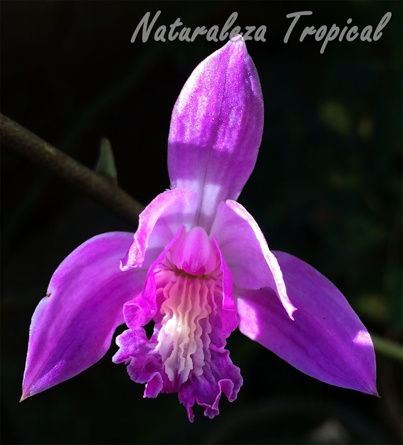 Otra foto de la flor de la orquídea Bletia patula donde se observa su hermoso labelo